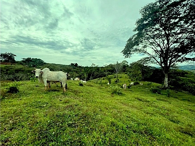 FINCA DE OPORTUNIDAD 27 ACREES, CERCA DE PEREZ ZELEDON