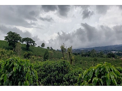 FINCA DE CAFÉ EN NARANJO, ALAJUELA