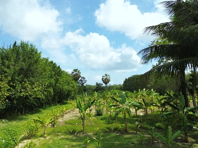 5 Rai Land with Mountain View for Sale in Pa Khlok, Phuket