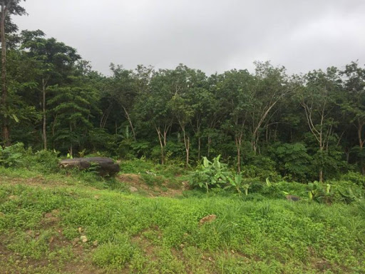 Rectangular flat plot of land size 2560 sq.m full chanot in Rawai Phuket 