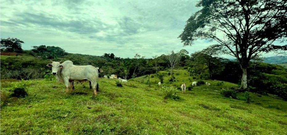 FINCA DE OPORTUNIDAD 27 ACREES, CERCA DE PEREZ ZELEDON