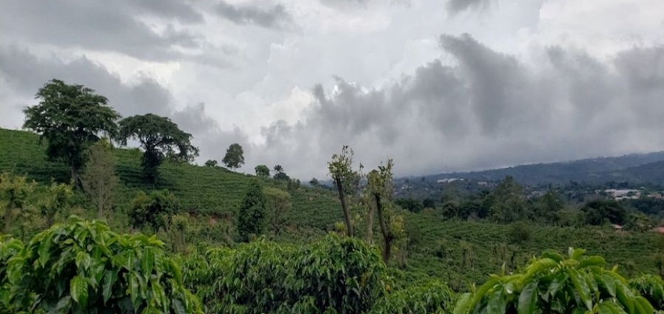 FINCA DE CAFÉ EN NARANJO, ALAJUELA