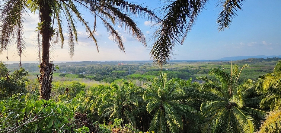 Prime 5 Rai Land Plot with Sea View for Sale in Mai Khao